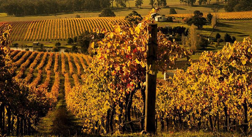 Nannup Ridge Vineyard